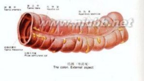 结肠:结肠-解剖,结肠-结构与分布_结肠