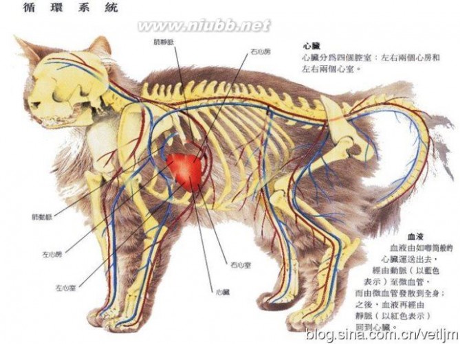 猫的解剖结构和生理习性