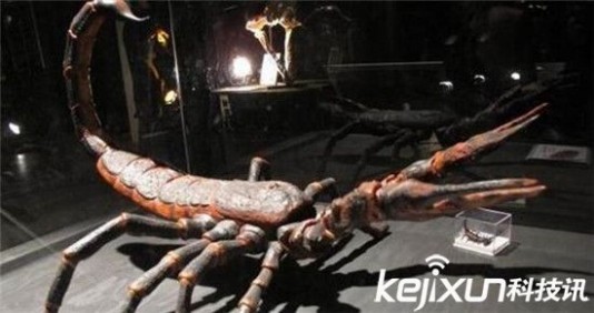 布龙度蝎子 动物界最恐怖史前巨蝎揭秘 布龙度蝎子堪称蝎子王