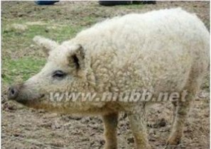 绵羊猪：绵羊猪-简介，绵羊猪- 历史_绵羊