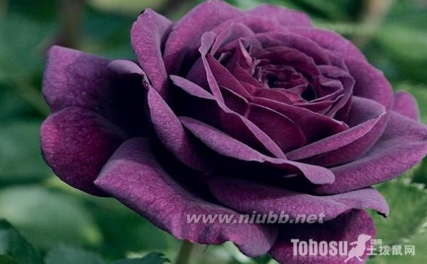 一朵玫瑰花代表什么 玫瑰花多少钱一朵 一朵玫瑰花代表什么