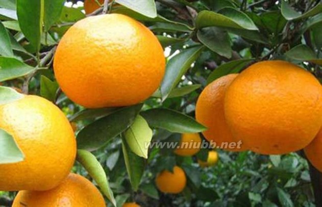 柑橘种植技术视频_柑橘种植