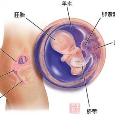 怀孕3个月胎儿图 怀孕3个月胎儿图 3个月胎儿发育状况