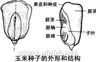 七年级生物上册复习提纲 人教版生物七年级上册复习提纲