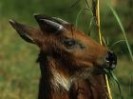 赤鬣羚：赤鬣羚-简介，赤鬣羚-展出情况_鬣羚