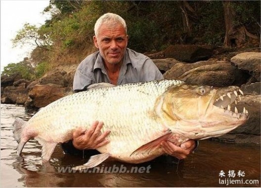 世界上最大的食人鱼【组图】_食人鱼图片