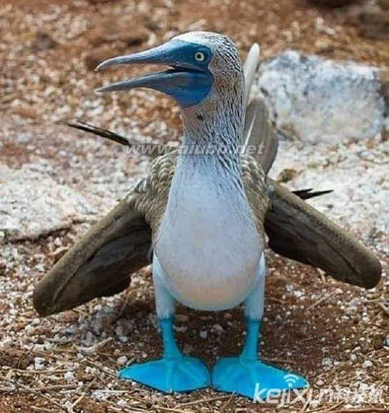 蓝脚鲣鸟 动漫中走出的神奇动物：蓝脚鲣鸟萌态百出