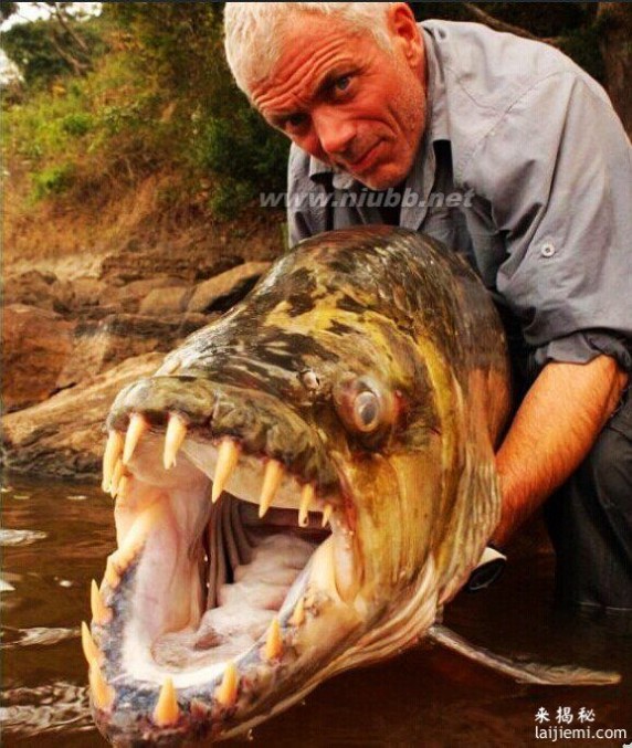世界上最大的食人鱼【组图】_食人鱼图片