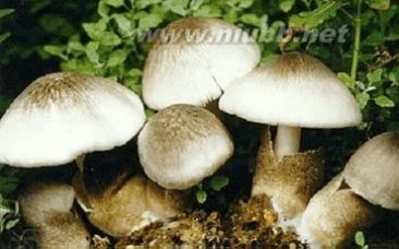 蘑菇的种类 食用蘑菇的种类及图文介绍(附几种常见的食用菌的主要营养成分)