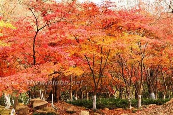 花色斑斓的意思 10月中国最美的地方 迷醉在色彩斑斓的金秋