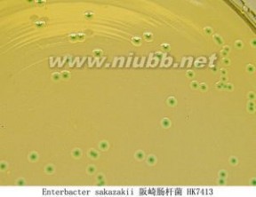 阪崎肠杆菌 阪崎肠杆菌：阪崎肠杆菌-概述，阪崎肠杆菌-发现过程