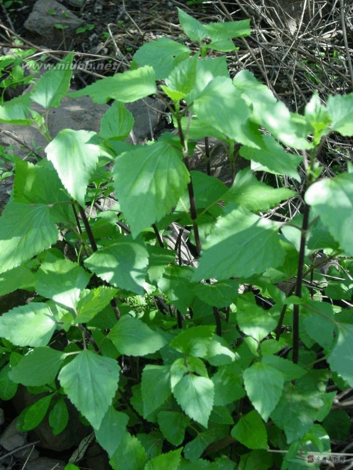 老鸹筋 野草野菜图片识别