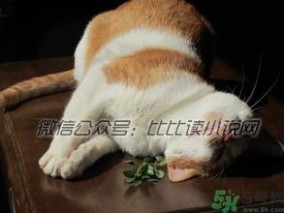 猫薄荷猫什么作用 猫薄荷是什么？猫薄荷对猫有什么作用？