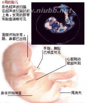 胎儿发育过程图 怀孕1-3个月胎儿发育过程图