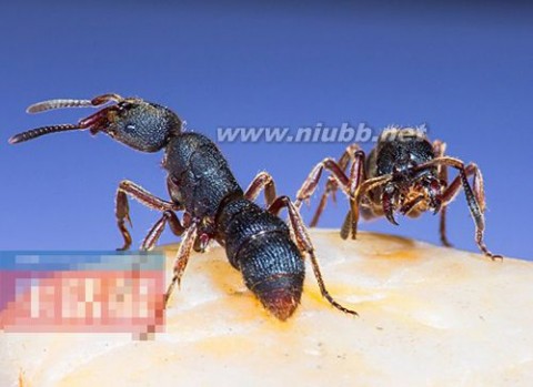 蚂蚁怕什么 国内最大的蚂蚁——红足穴猛蚁 网上竟有人当宠物卖