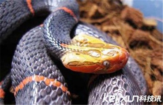 喜玛拉雅白头蛇 全球最恐怖的蟒蛇 非喜玛拉雅白头蛇莫属！